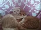 Котята вислаухая сибирская и рыжий пушистый