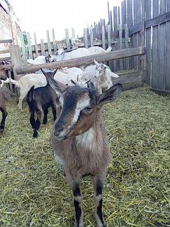 Зааненские козы, козлята, козочки и козлы - фотография № 4