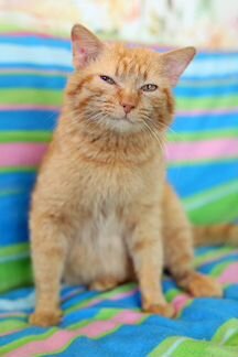 Полковник - кот, который умеет улыбаться