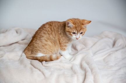 Очаровательный котенок в добрые руки, в дар