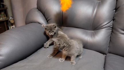 Котята курильский бобтейл