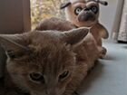Котенок теплый Персик ищет дом и любящих хозяев
