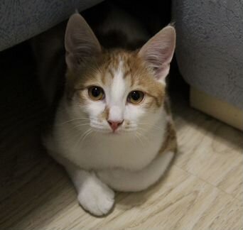 Котик Кевин ищет дом (6 месяцев)