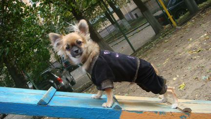 Одежда для маленьких собак