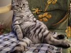 Шотландский кот для вязки объявление продам