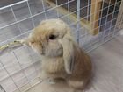 Карликовый кролик вязка объявление продам
