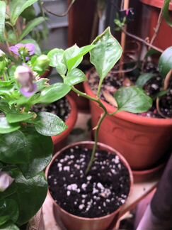 Bougainvillea ‘New Violet’ - редкий сорт