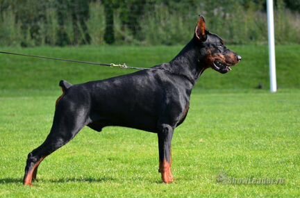 Доберман Вязка