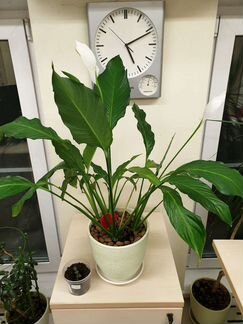 Спатифиллум или женское счастье