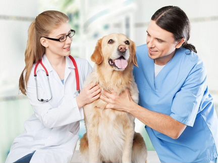 Ветеринарный врач. Ветеринар. Круглосуточно