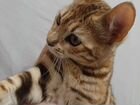 Бенгальская кошка в добрые руки