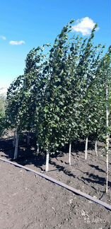 Тополь пирамидальный 3-4м