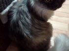 Персидский кот отдам бесплатно Пушистый, игривый объявление продам