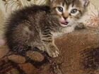 Котята от сиамской кошки объявление продам