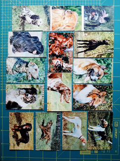 Набор открыток Собаки