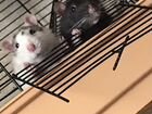 Крысы с клеткой