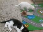 Потомственные коты-крысоловы объявление продам