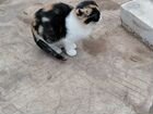 Кошка вислоухая объявление продам