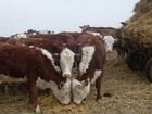 Коровы бычки телята Казахские белоголовые объявление продам