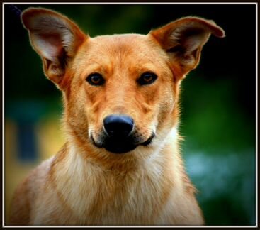 Возьми собаку из приюта