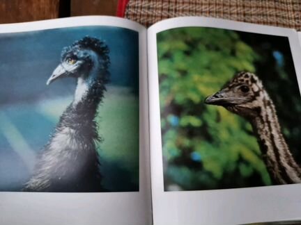 Книга, новая Аскания