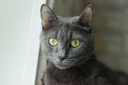 Русская голубая