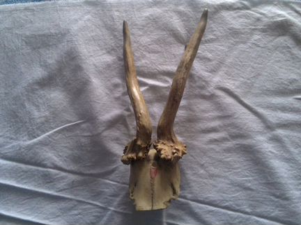 Рога двойные