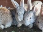 Кролики кролчата