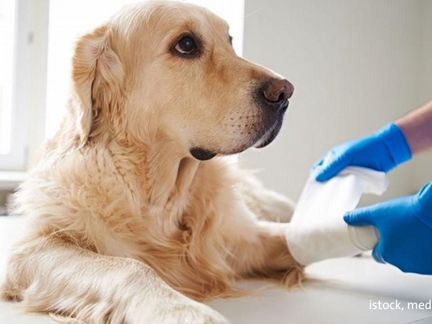 Ветеринарный врач на дом круглосуточно