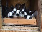 Кролики Строкач,Французские барашки объявление продам