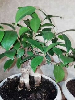 Флорариум фикус