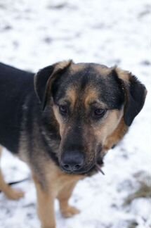 Метис овчарки Давид ищет добрые руки