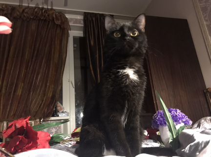 Кошка на вязку с золотой шиншиллой