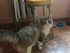 Балинезийский кот