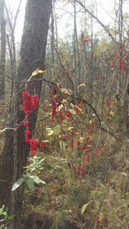 Лимонник дальневосточный на меду