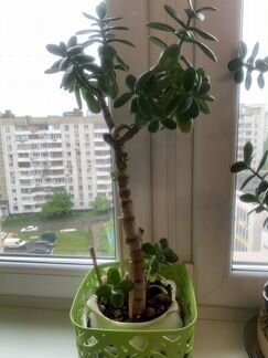 Денежное дерево обладает положительной энергетикой