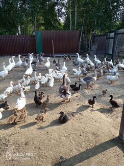 Домашнее мясо птицы