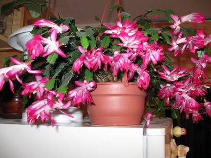 Декабрист(шлюмбергера)