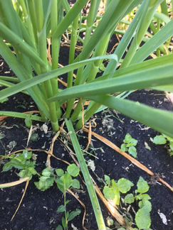 Продаю семейный чеснок для посадки