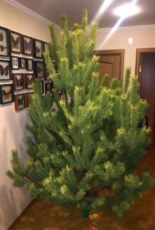 Сосна новогодняя