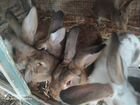 Кролики порода « Бабочка» объявление продам