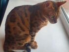 Бенгальский кот бесплатно объявление продам