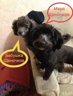 Собака